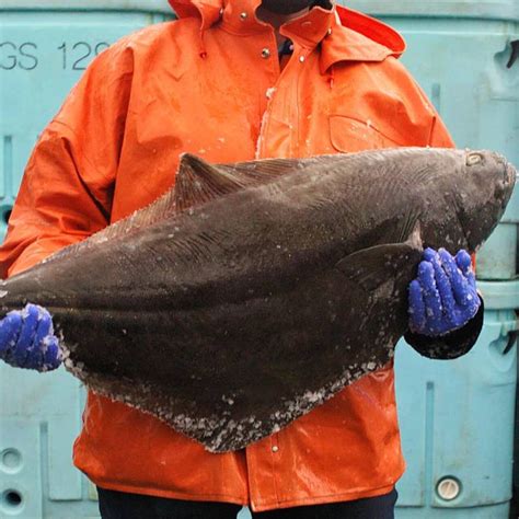 Halibut Fishing 101: Gear, Techniques, Tips, and FAQs.